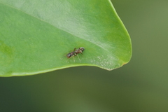 Synemosyna aurantiaca