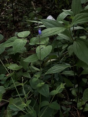Salvia ramamoorthyana