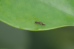 Synemosyna aurantiaca