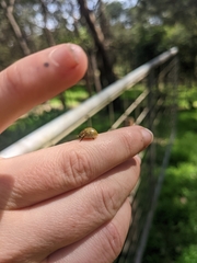 Paropsisterna cloelia