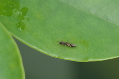 Synemosyna aurantiaca