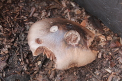 Volvopluteus gloiocephalus