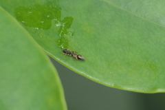 Synemosyna aurantiaca