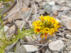 Quinchamalium chilense