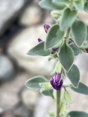 Pseudorontium cyathiferum