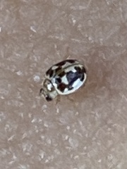 Psyllobora vigintimaculata