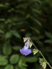 Salvia ramamoorthyana