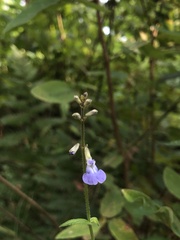 Salvia ramamoorthyana