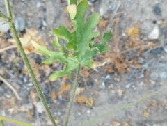 Cristaria dissecta