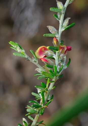 Image of Thorny Mirbelia (Mirbelia spinosa) by (c) Peter Crowcroft, some rights reserved (CC BY)
