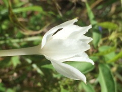 Zephyranthes chlorosolen
