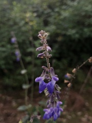 Salvia ramamoorthyana