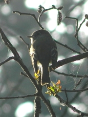 Empidonax hammondii