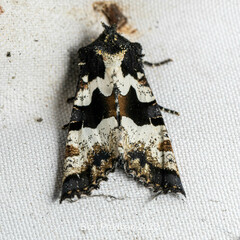 Phlogophora albovittata