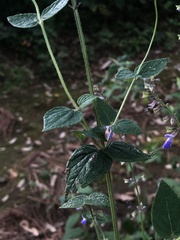 Salvia ramamoorthyana