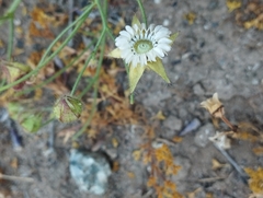 Cristaria dissecta