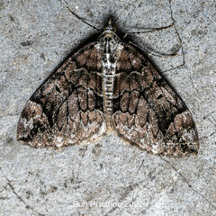 Dysstroma sikkimensis