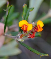 Gastrolobium polystachyum