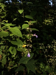 Salvia ramamoorthyana
