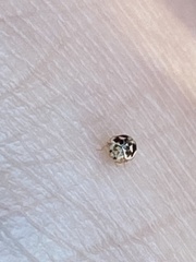 Psyllobora vigintimaculata