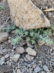 Galium grayanum grayanum