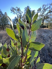 Arctostaphylos manzanita