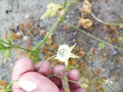 Cristaria dissecta