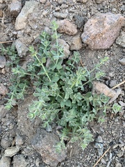 Galium grayanum grayanum