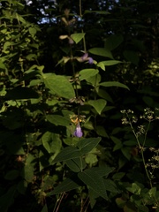 Salvia ramamoorthyana