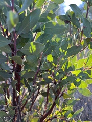 Arctostaphylos manzanita