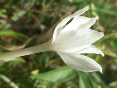 Zephyranthes chlorosolen