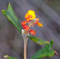 Gastrolobium polystachyum