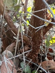 Arctostaphylos manzanita