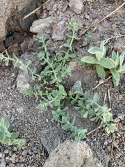 Galium grayanum grayanum