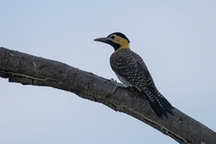 Colaptes campestris campestris