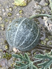 Cucurbita cordata