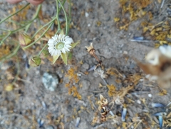 Cristaria dissecta