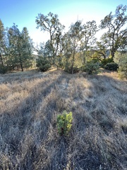 Arctostaphylos manzanita
