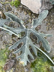 Cucurbita cordata
