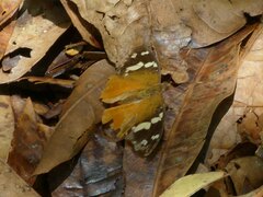 Aterica rabena