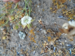 Cristaria dissecta