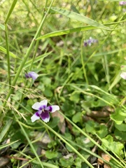 Viola banksii