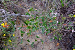 Gastrolobium polystachyum