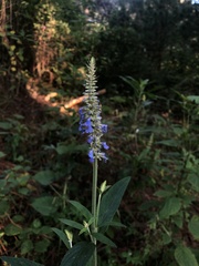 Salvia lavanduloides
