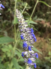 Salvia lavanduloides