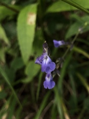 Salvia ramamoorthyana