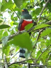 Trogon mexicanus