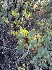 Arctostaphylos manzanita
