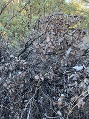Arctostaphylos manzanita