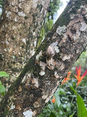 Cochlorina aurisleporis
